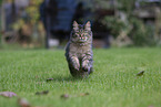 Katze drauen