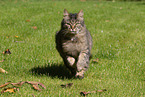Katze drauen