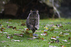 Katze drauen