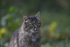 Katze drauen