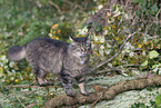Katze drauen