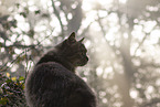 Katze drauen