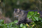 Katze drauen