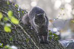Katze drauen