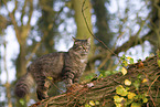 Katze drauen