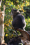 Katze drauen