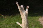Katze drauen