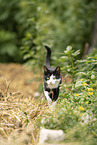 Katze im Grnen