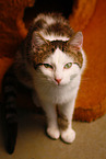 Katze
