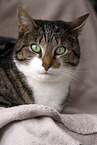 Katze