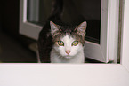 Katze