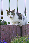 Katze