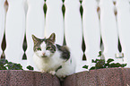 Katze