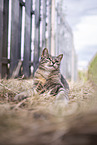 Hauskatze
