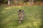 Katze