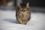 Katze im Schnee