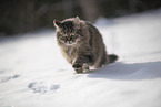 Katze im Schnee