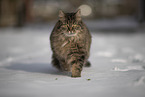 Katze im Schnee