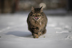 Katze im Schnee