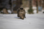 Katze im Schnee