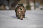 Katze im Schnee