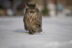 Katze im Schnee