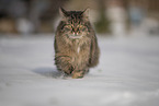 Katze im Schnee