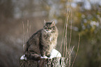 Katze im Schnee