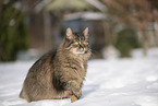 Katze im Schnee