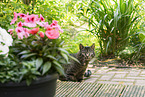 Katze