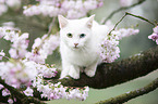 Hauskatze