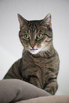 Hauskatze