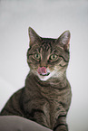 Hauskatze