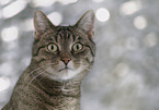 Hauskatze