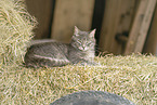 Katze