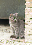 Katze