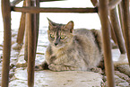 Katze