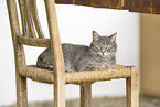 Katze