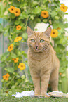 Katze