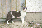 junge Katze