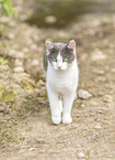 junge Katze
