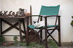 Hauskatze