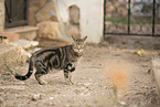 Hauskatze