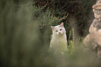 Hauskatze