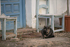 Hauskatze