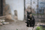Hauskatze