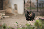 Hauskatze