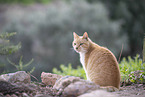 Hauskatze