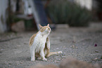 Hauskatze