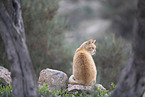 Hauskatze